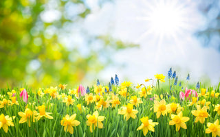 Spring into the Season : Planting Fun & Easter Surprises