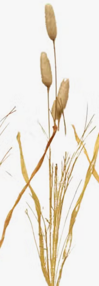 Fall Cattail Picks - 24 in long each