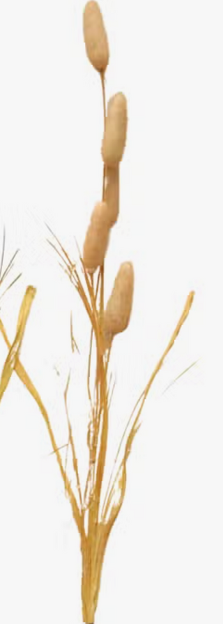 Fall Cattail Picks - 24 in long each