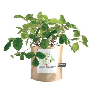 Garden-in-a-bag