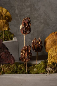 Dried Stems
