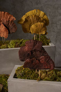Dried Stems