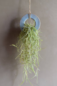 Air Plant Holder