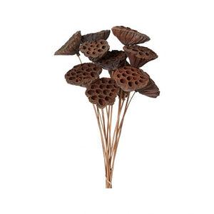 Dried Stems