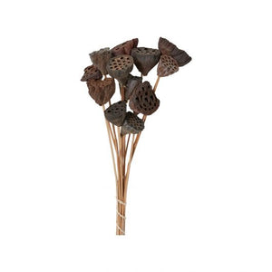 Dried Stems