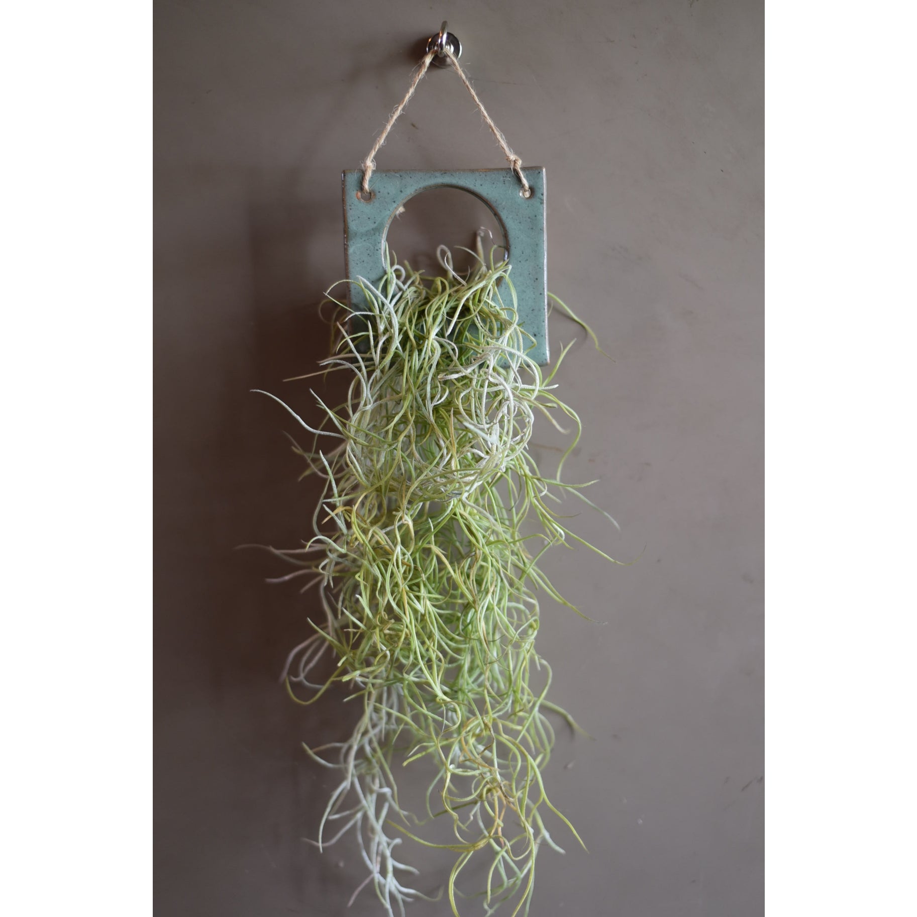 Air Plant Holder