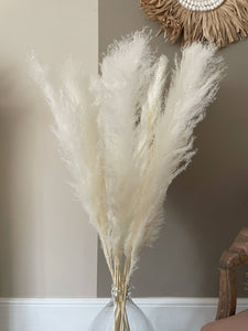 Full Creamy White Pampas Grass