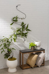 Bosky Pot