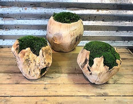Forever Green Art Mossed 8" Wood Orb