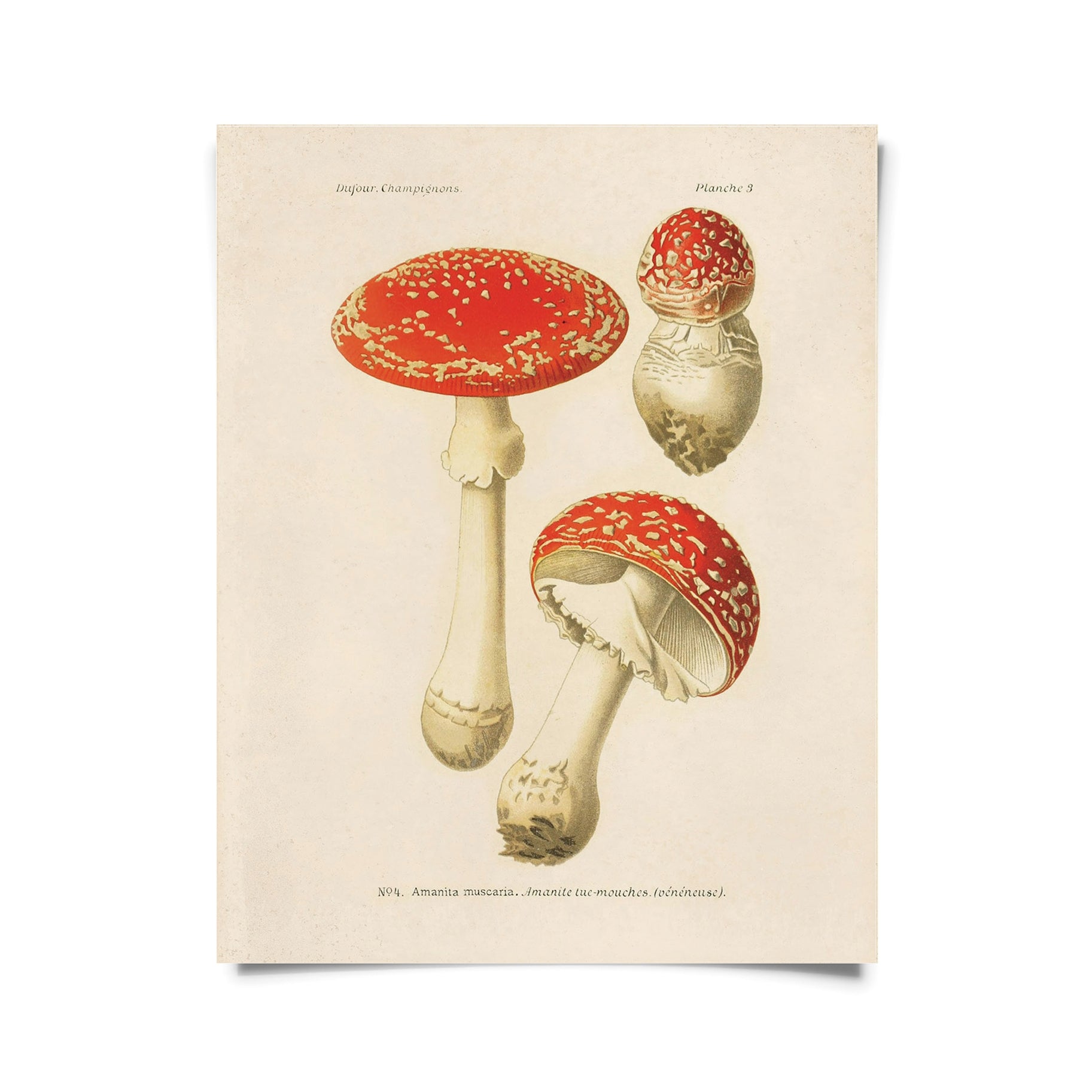 Vintage Botanical Print and Frame Collection