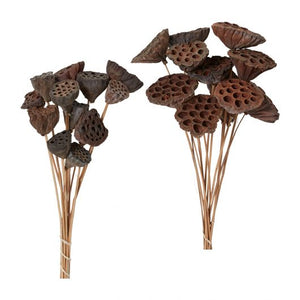 Dried Stems