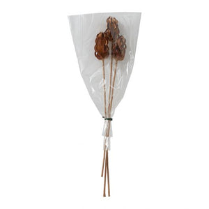 Dried Stems